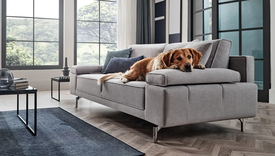 Evcil Hayvan Sahipleri İçin Dekorasyon Önerileri