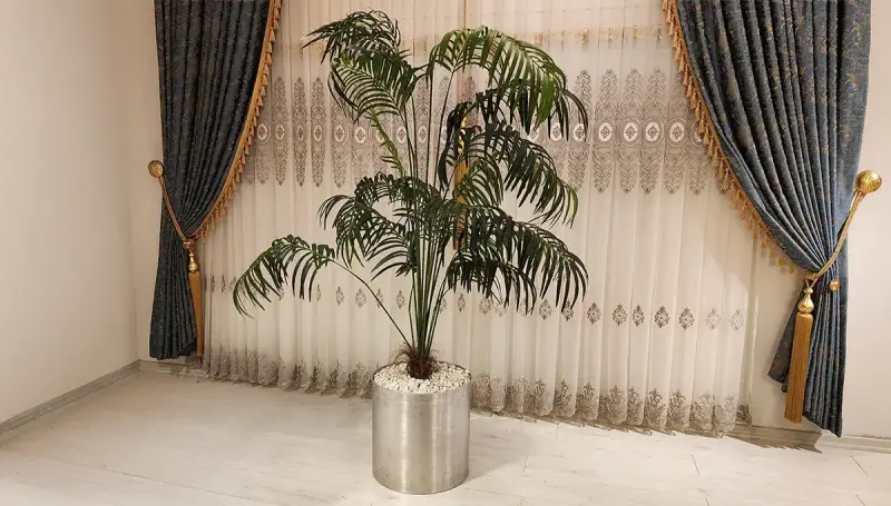 Softy Gri Saksılı Palmiye (Hemen Teslim) - 3